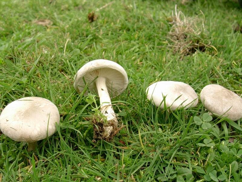 1814 Novembre vecchio ritrovamento